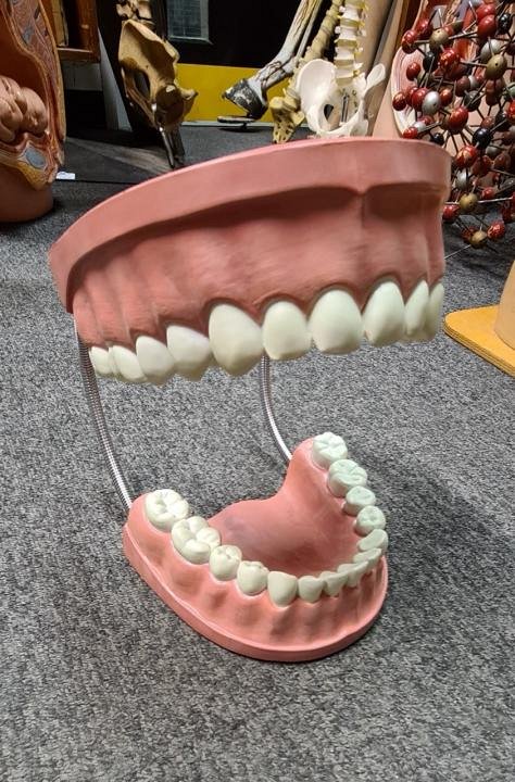 Large Model Teeth