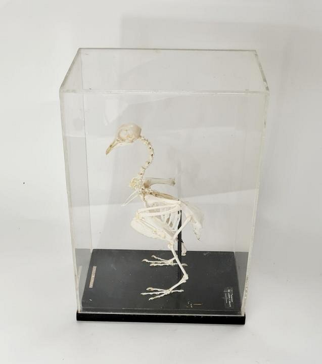 Mounted Wood Pigeon Skeleton In Case
