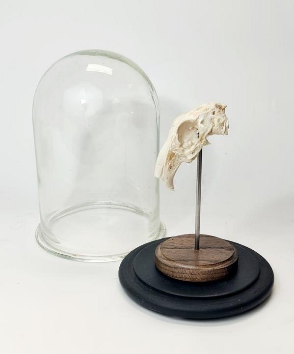Mounted Rabbit Skull Under Glass Dome