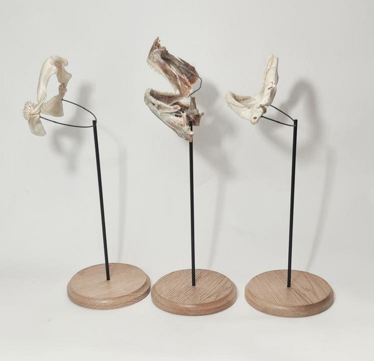 Mounted Fish Jaws (priced separately)