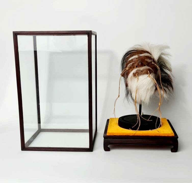 Shrunken Head (imitation) in glass display case