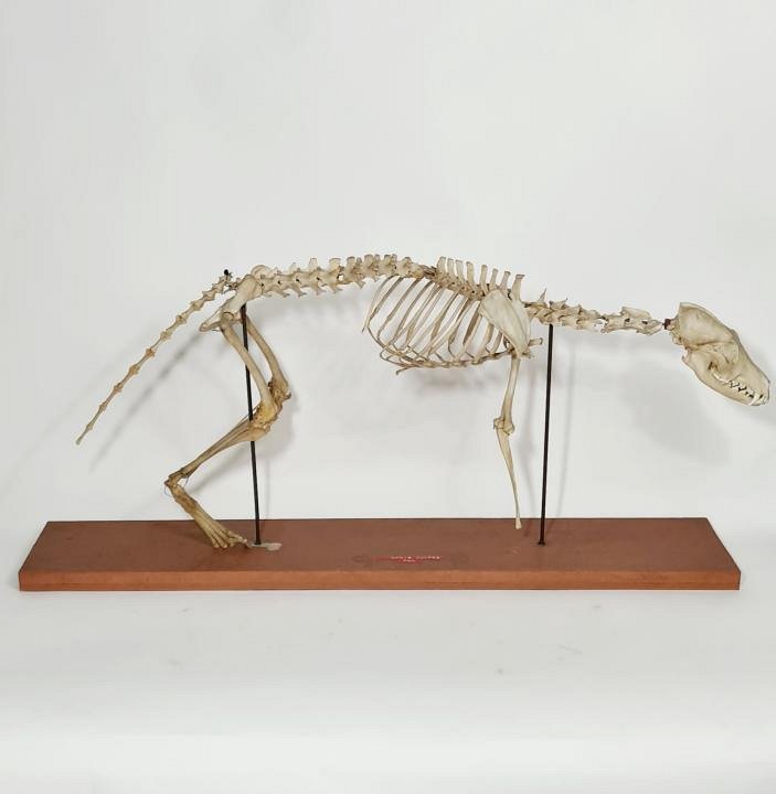 Mounted Fox Skeleton (incomplete)