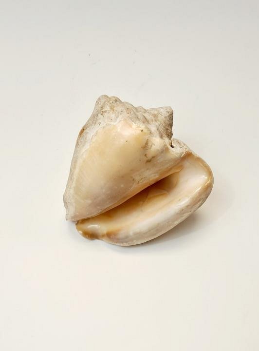 Large Shell