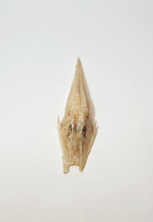 Fish Skeleton