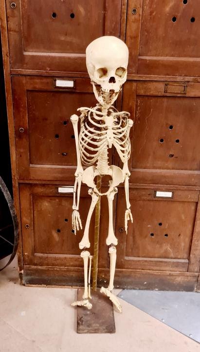 Duplicate - Mounted Child’s Skeleton (Composite)