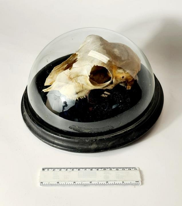 Sheep Skull Under Glass Dome