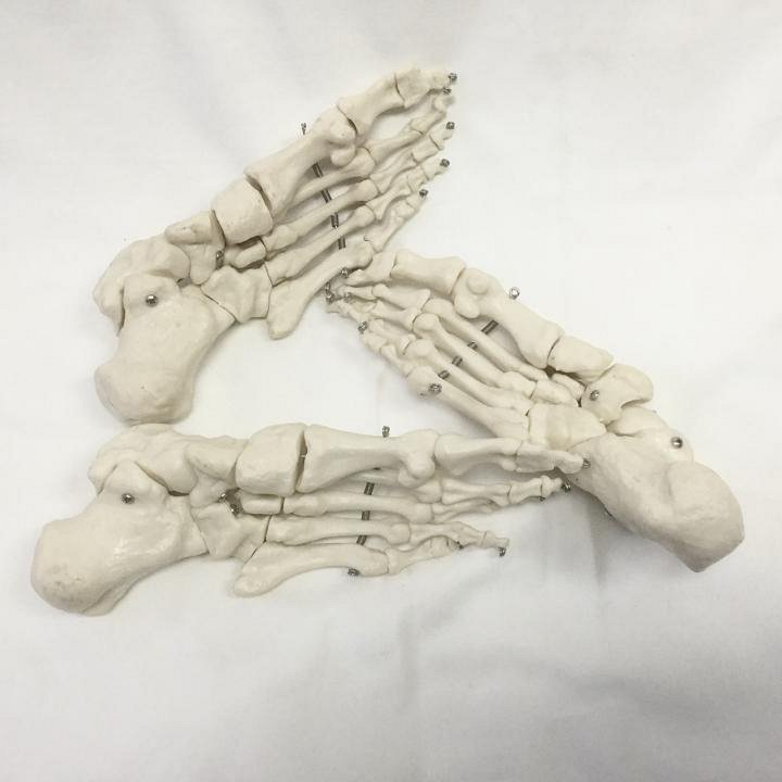 Composite Human Foot Skeleton (priced individually)