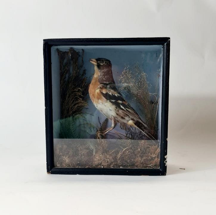 Vintage Taxidermy Songbird In Case