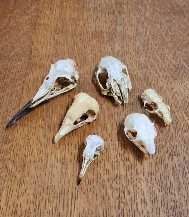 Small Animal Skull (priced individually)