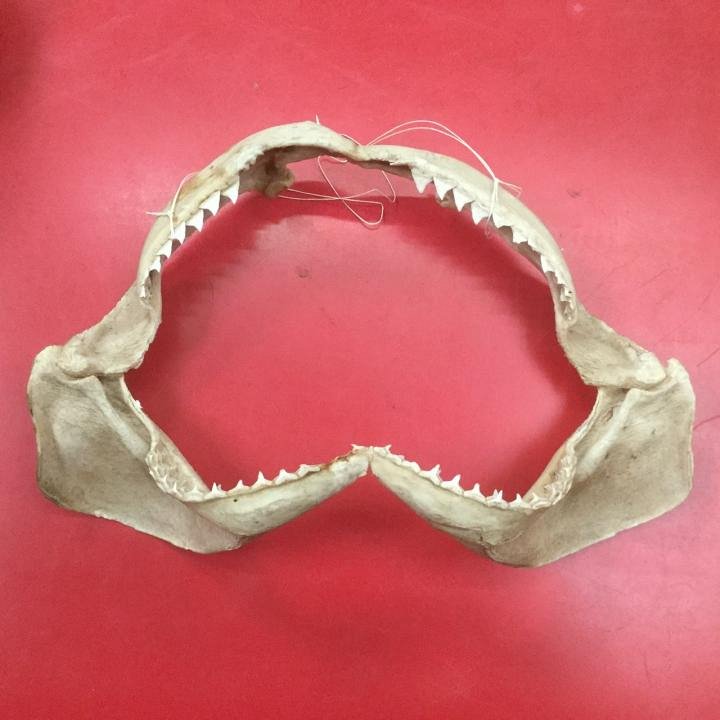 Shark Jaw - medium