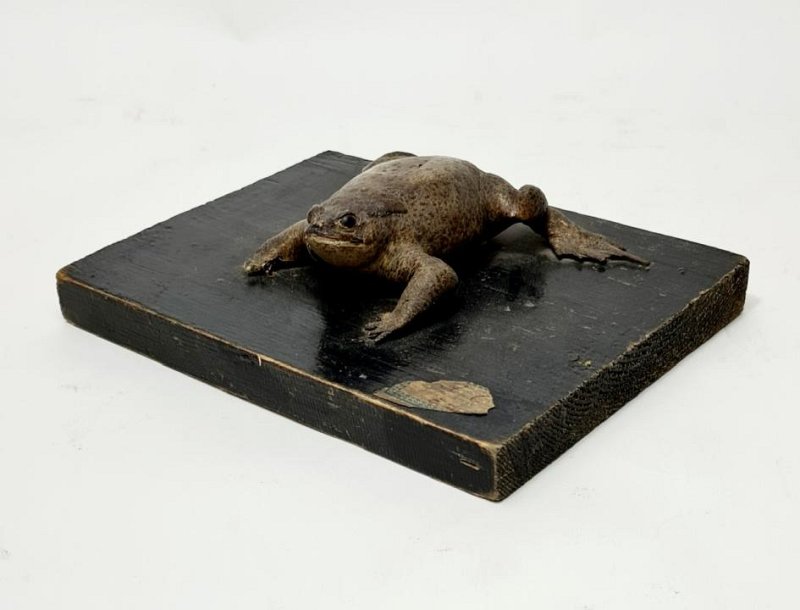 Mounted Taxidermy Toad