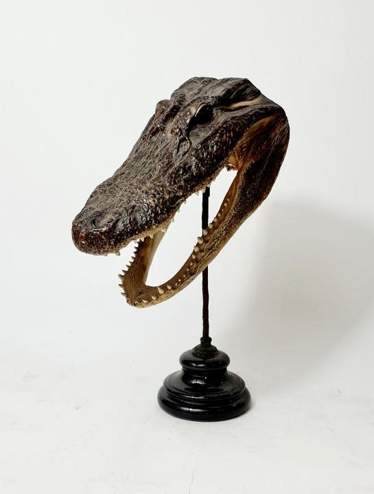 Taxidermy Alligator Head On Stand