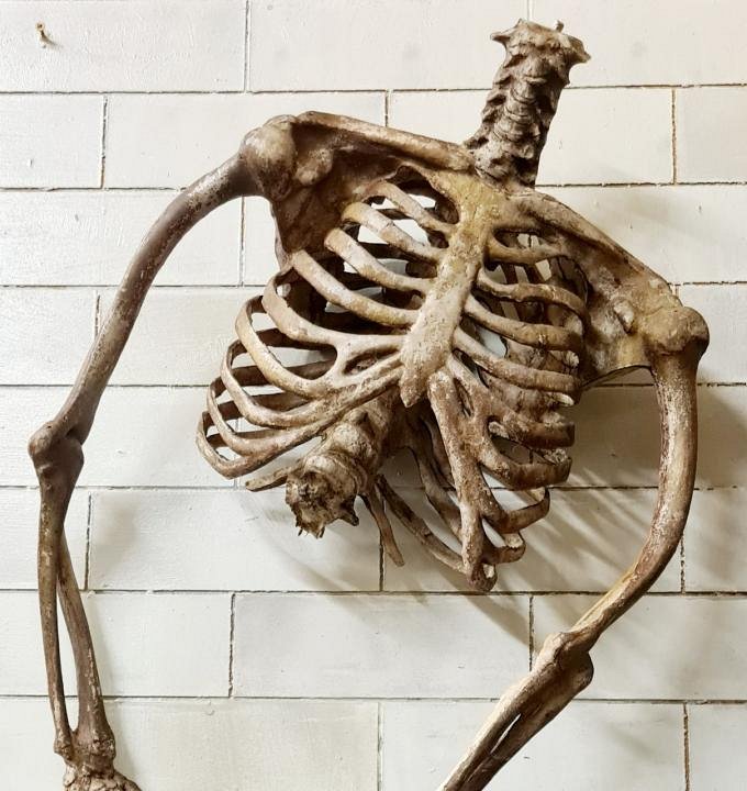Partial Human Skeleton Model