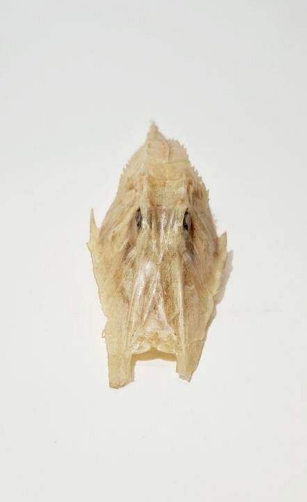 Fish Skeleton