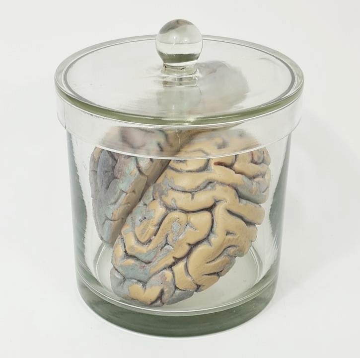 Imitation Human Brain Sections In Glass Jar