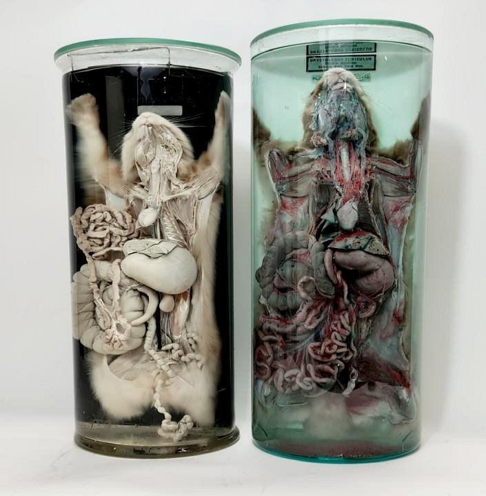 Large Rabbit Wet Specimen (each)