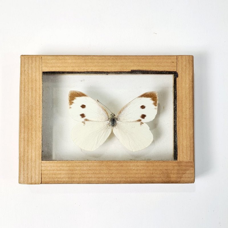 Butterfly In Case (each)