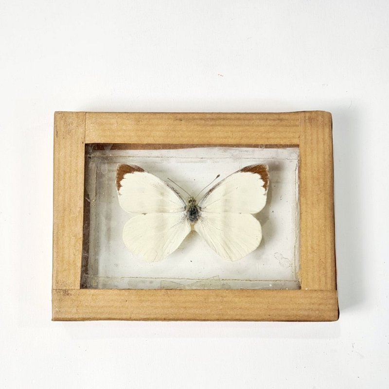 Butterfly In Case (each)