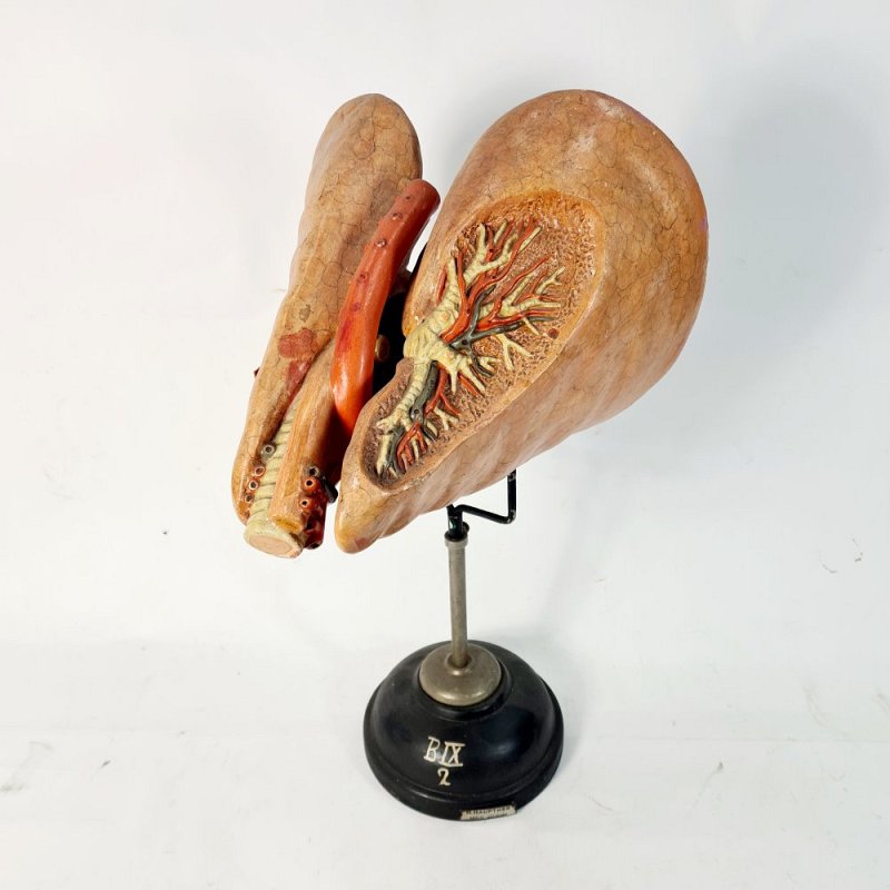 Anatomical Model Lung On Stand