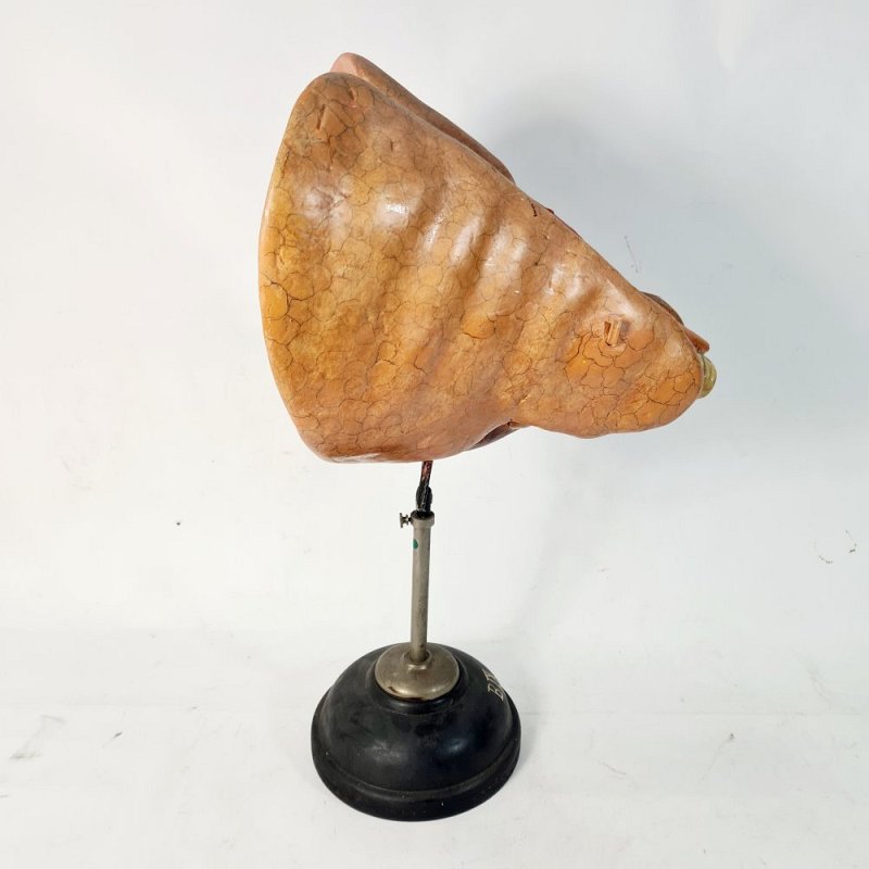 Anatomical Model Lung On Stand