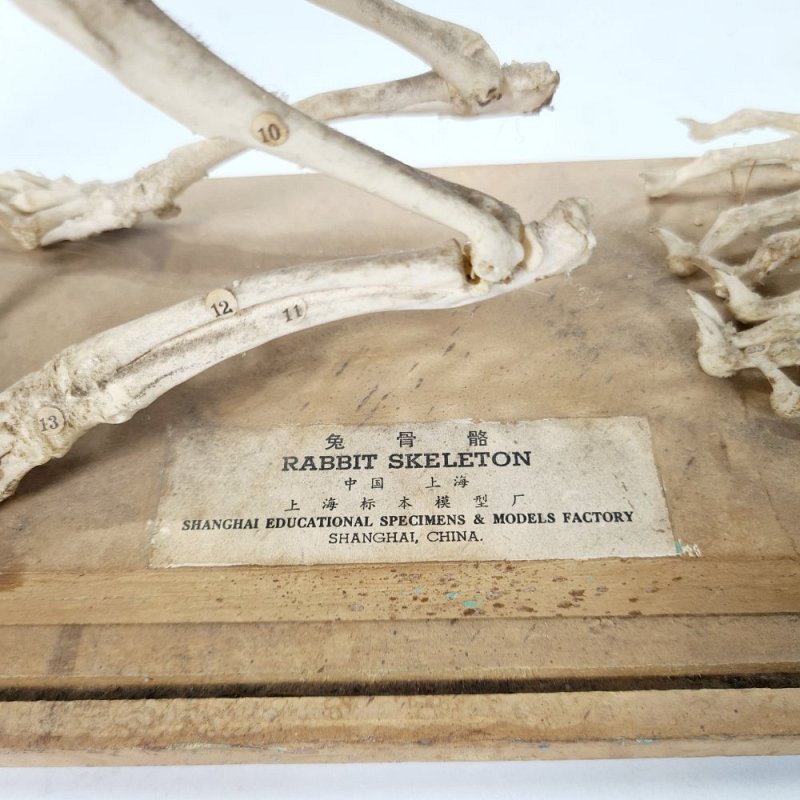 Mounted Rabbit Skeleton