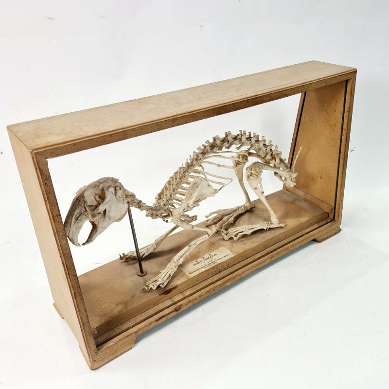 Mounted Rabbit Skeleton