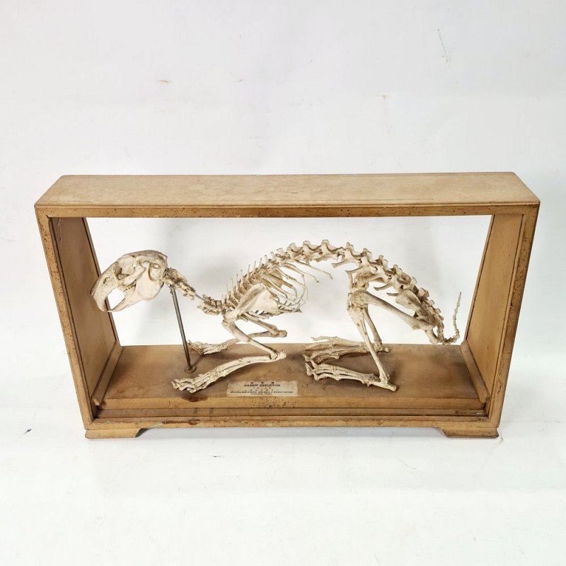 Mounted Rabbit Skeleton