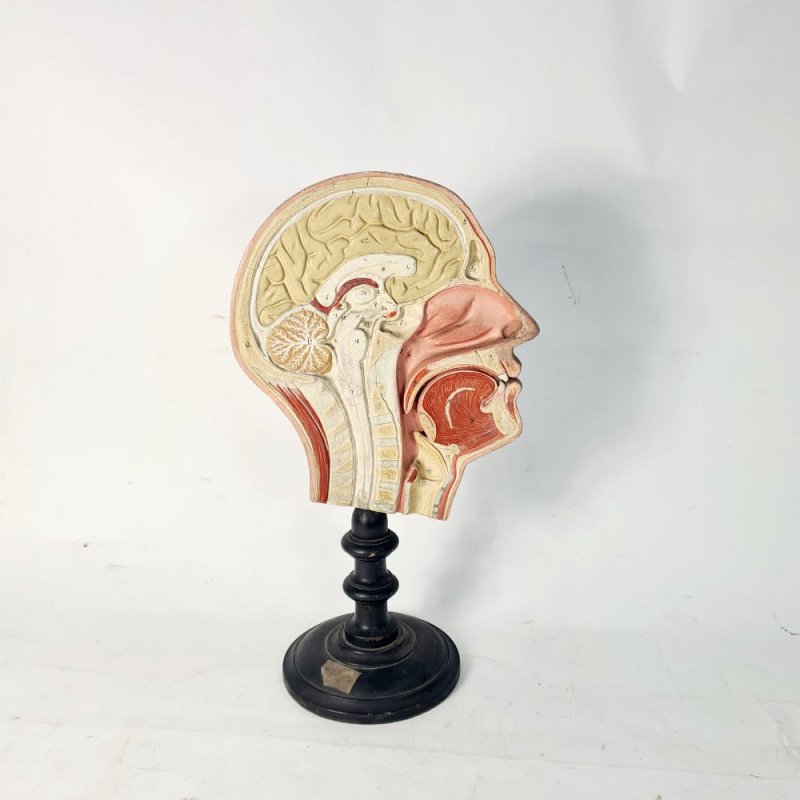 Period Anatomical Half-Head on Turned Wooden Base