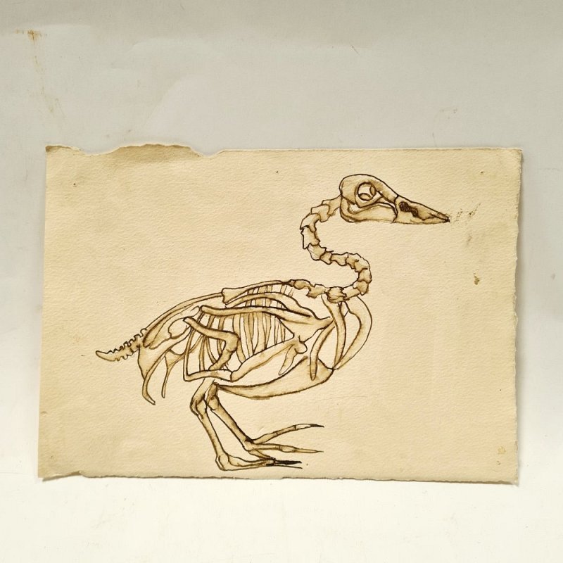 Sketch of Bird Skeleton