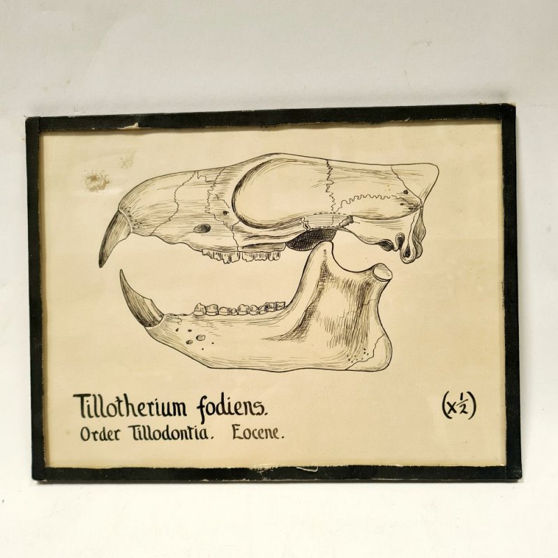 Sketch of Rabbit Skull
