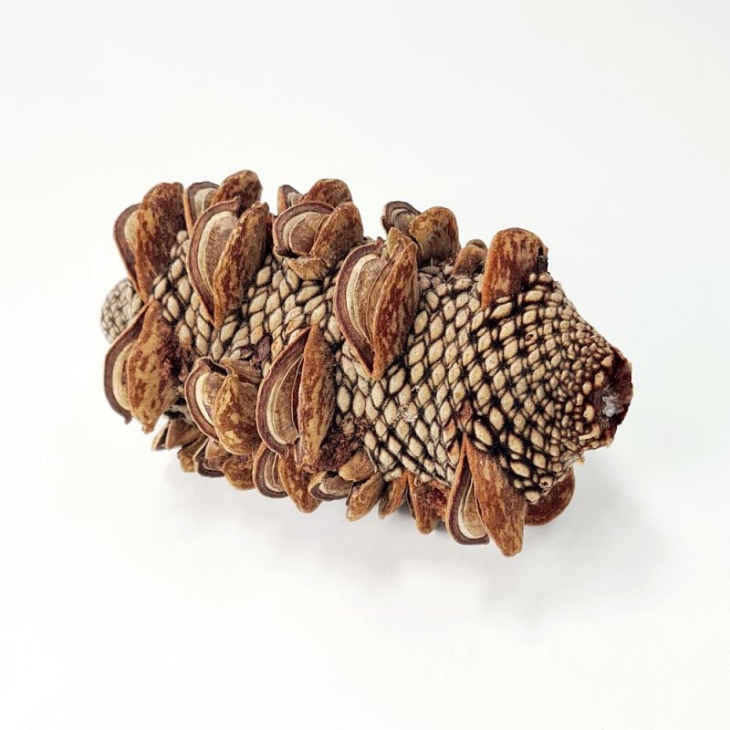 Seeded Pine Cone
