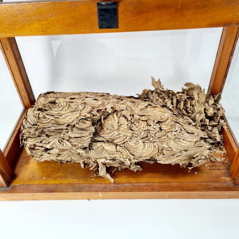 Wasps Nest In Display Cabinet