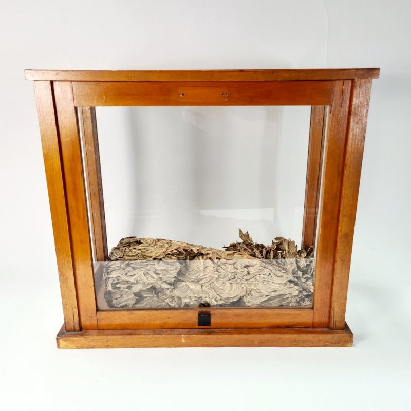 Wasps Nest In Display Cabinet