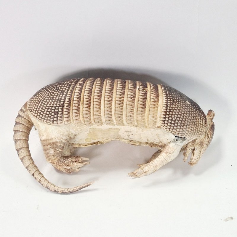 Taxidermy Armadillo