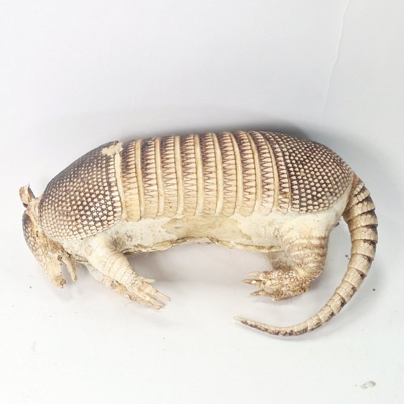 Taxidermy Armadillo
