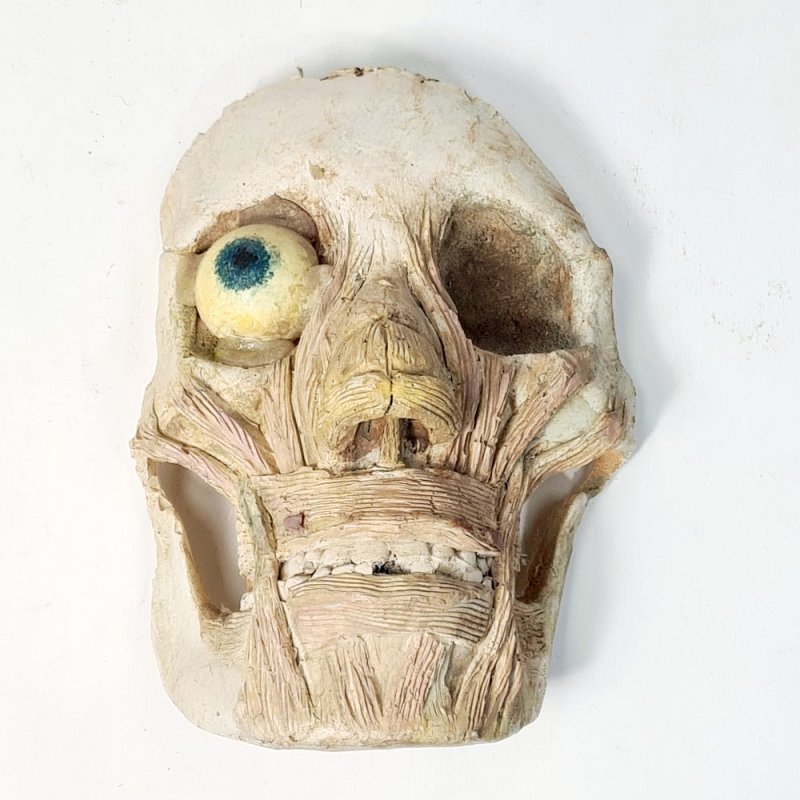 Anatomical Face Model