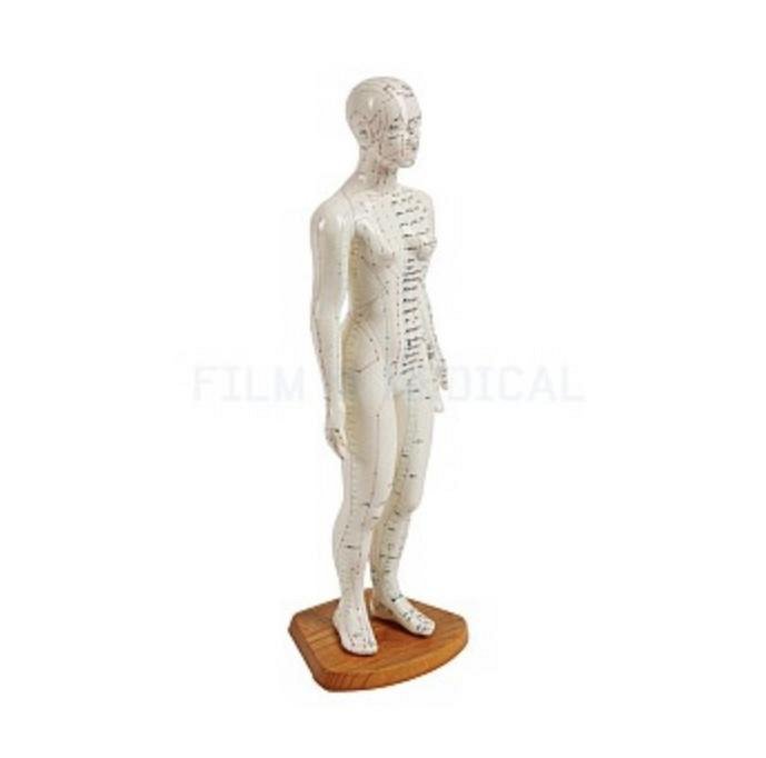 Acupuncture Model