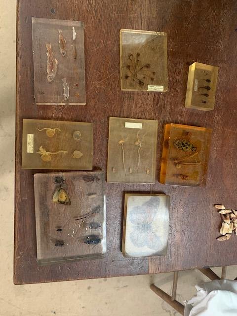 Specimens in resin 