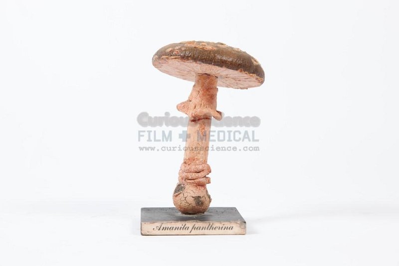 Mushroom Model