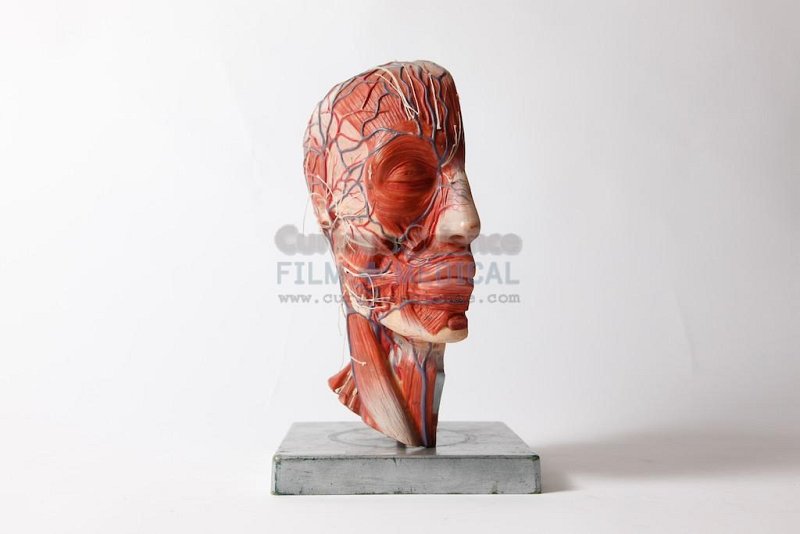 Anatomical Half Head