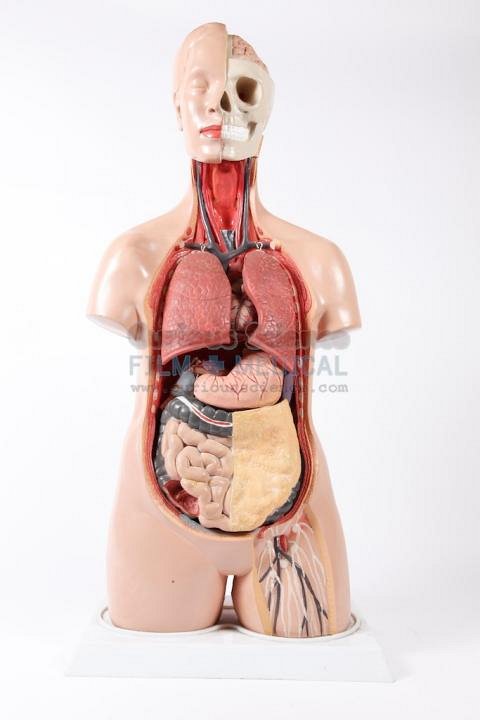 Anatomical Model