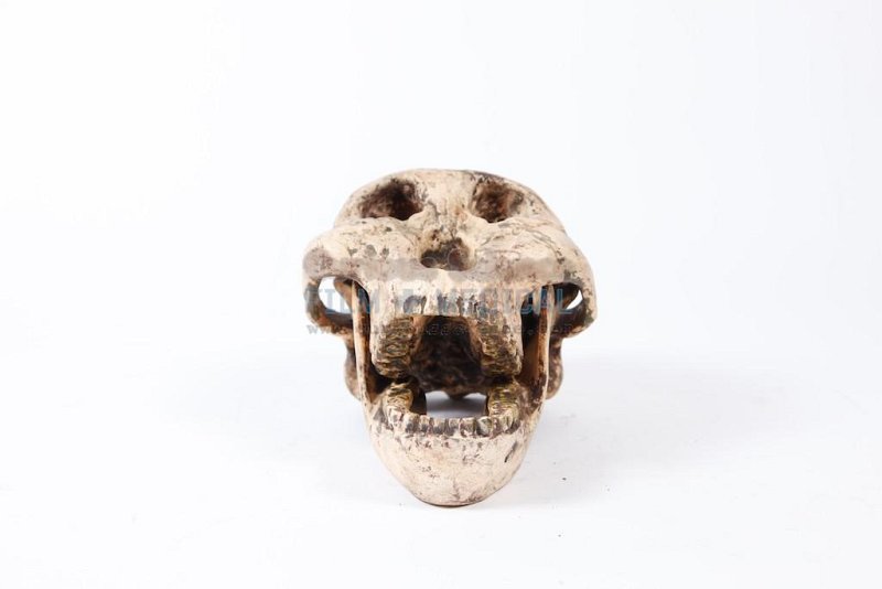 Animal Skull