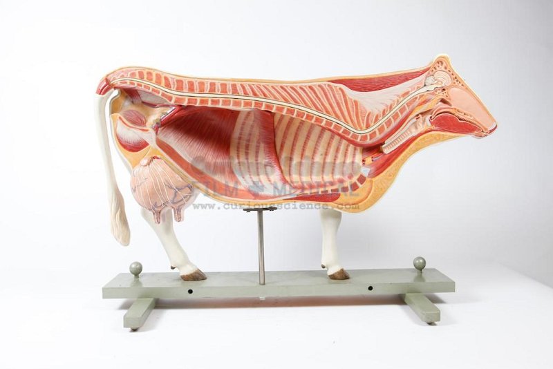 Anatomical Model Of Cow