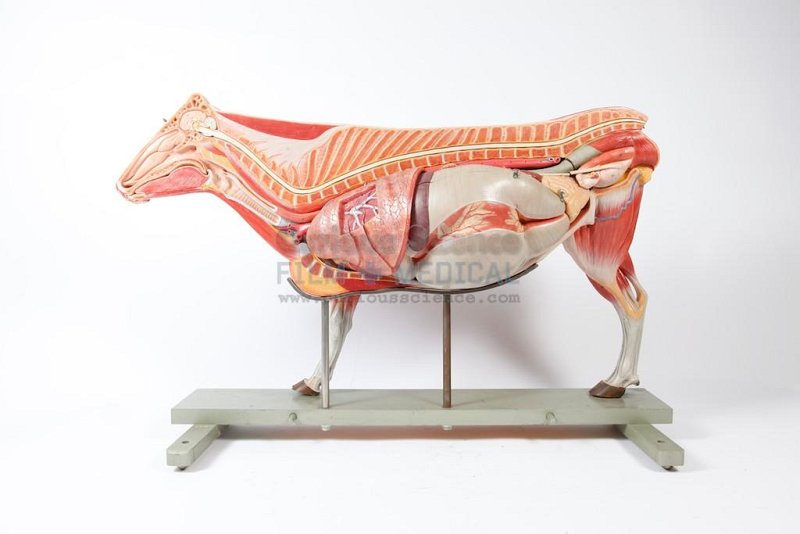 Anatomical Model Of Cow