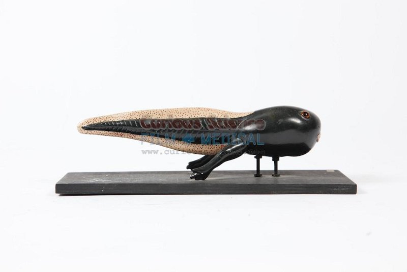 Model Tadpole