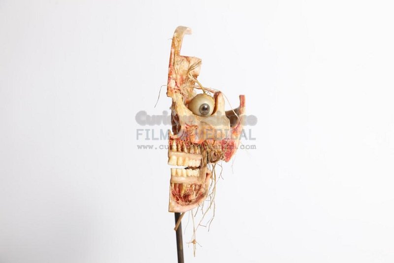 Articulated Skull on stand