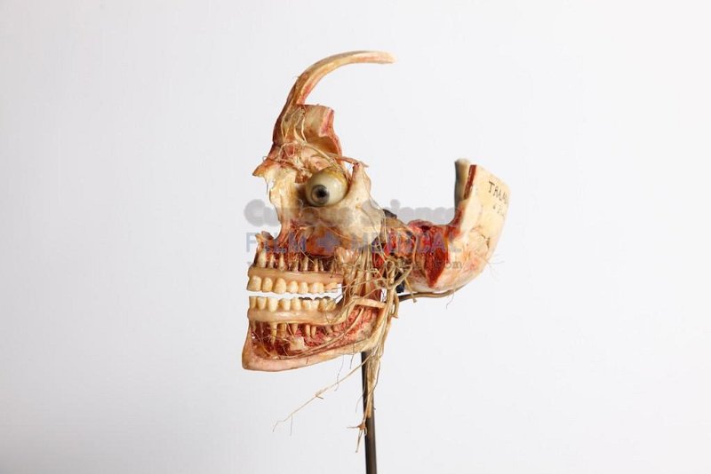 Articulated Skull on stand