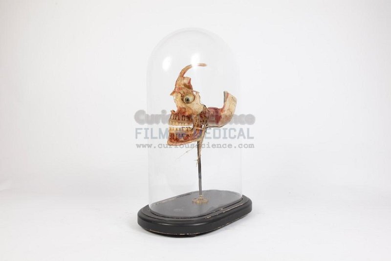 Articulated Skull on stand