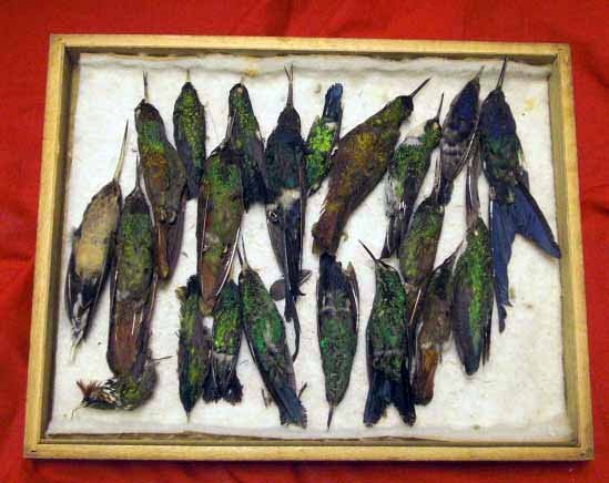 Antique Collection Of Small Birds