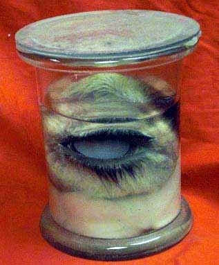 Preserved Specimen Of Animal Eye